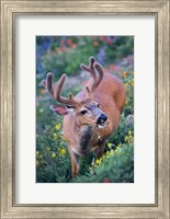 Framed Black-Tailed Buck Deer In Velvet Feeding On Wildflowers
