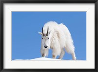 Framed Close-Up Of A Mountain Goat