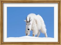 Framed Close-Up Of A Mountain Goat