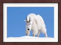 Framed Close-Up Of A Mountain Goat