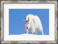 Framed Close-Up Of A Mountain Goat