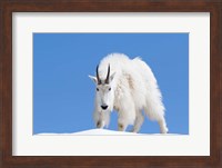 Framed Close-Up Of A Mountain Goat