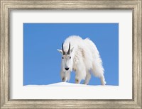 Framed Close-Up Of A Mountain Goat