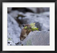 Framed American Pika Collecting Leaves