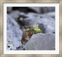 Framed American Pika Collecting Leaves