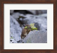 Framed American Pika Collecting Leaves