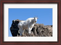 Framed Mountain Goat Climbing Rocks