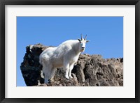 Framed Mountain Goat Climbing Rocks