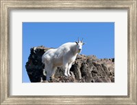 Framed Mountain Goat Climbing Rocks