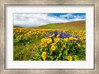 Framed Spring Wildflowers Cover The Meadows At Columbia Hills State Park