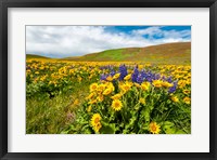 Framed Spring Wildflowers Cover The Meadows At Columbia Hills State Park