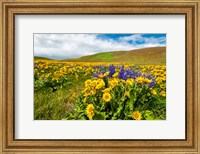 Framed Spring Wildflowers Cover The Meadows At Columbia Hills State Park