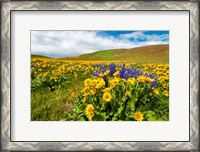 Framed Spring Wildflowers Cover The Meadows At Columbia Hills State Park