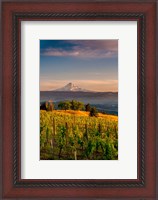 Framed Mt Hood From A Vineyard