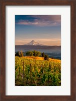 Framed Mt Hood From A Vineyard