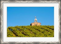 Framed Malbec Grapes In A Vineyard, Washington