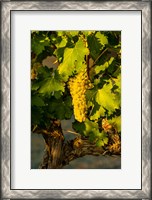 Framed Viognier Grapes In A Vineyard
