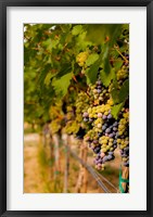 Framed Cabernet Franc Block In A Vineyard