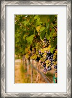 Framed Cabernet Franc Block In A Vineyard