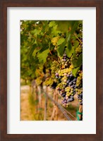 Framed Cabernet Franc Block In A Vineyard