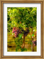 Framed Grenache Block In A Vineyard