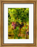 Framed Grenache Block In A Vineyard