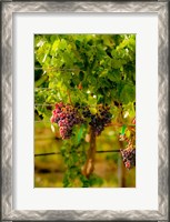 Framed Grenache Block In A Vineyard