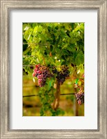 Framed Grenache Block In A Vineyard