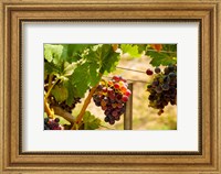 Framed Merlot Grapes In A Vineyard