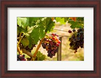 Framed Merlot Grapes In A Vineyard