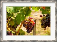 Framed Merlot Grapes In A Vineyard