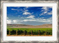 Framed Mattawa Vineyard On The Wahluke Slope