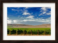 Framed Mattawa Vineyard On The Wahluke Slope