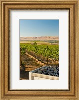 Framed Bin Of Cabernet Sauvignon Grapes At Harvest