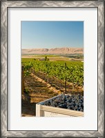 Framed Bin Of Cabernet Sauvignon Grapes At Harvest