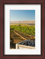 Framed Bin Of Cabernet Sauvignon Grapes At Harvest