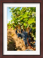 Framed Vineyard Grapes Near Harvest