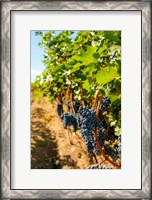 Framed Vineyard Grapes Near Harvest