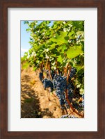 Framed Vineyard Grapes Near Harvest