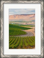 Framed Dusk On A Vineyard