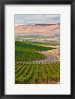 Framed Dusk On A Vineyard