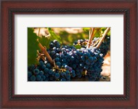 Framed Petit Verdot Grapes From A Vineyard