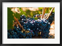 Framed Petit Verdot Grapes From A Vineyard