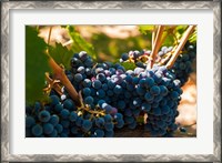 Framed Petit Verdot Grapes From A Vineyard