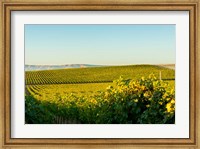 Framed Vineyard At Royal Slope, Washington State