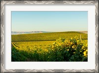 Framed Vineyard At Royal Slope, Washington State