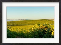Framed Vineyard At Royal Slope, Washington State