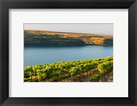 Framed Vineyard Overlooking The Columbia River