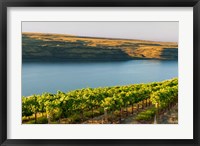 Framed Vineyard Overlooking The Columbia River