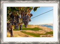 Framed Merlot Grapes Hanging In A Vineyard